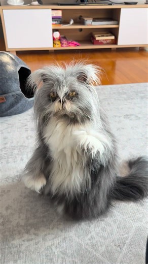 Atchoumthecat on Instagram: "I’m not sure if I’m evolving or just perfecting my dominance over this house… but lately I’ve been standing on my back legs every single day. My human seems very impressed. As she should be. 😹🫣 **** Je ne sais pas si j’évolue ou si je perfectionne simplement ma domination sur cette maison… mais depuis quelque temps, je me tiens sur mes pattes arrière tous les jours. Mon humaine semble très impressionnée. Et c’est bien normal. 😹🫣"