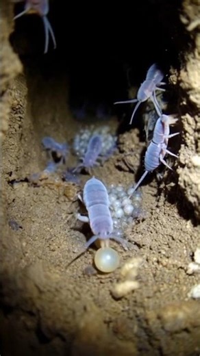 “Inside the Secret Life of Cave Springtails – Nature’s Tiny Underground Army!”