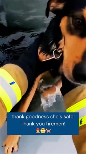 A dog falls through thin ice on a frozen lake and struggles to climb out as the freezing water pulls her back in. Firefighters carefully reach her, break through the ice, and safely pull her to shore in an intense and emotional rescue. It’s a powerful reminder of how dangerous winter conditions can be and how incredible first responders are when every second counts. 🐾❄️🚒 #dogrescue #winterpets #animalheroes #petrescue #firefighters Snow Safety Guide for Pets: https://www.dogproductpicker.com/s