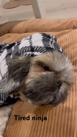 Heino the Ninja is soooo sleepy💤