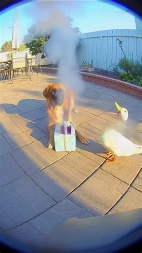 Duck Explodes the Gift! Dog’s Face Turns Black 😂 #funny #shorts #pets