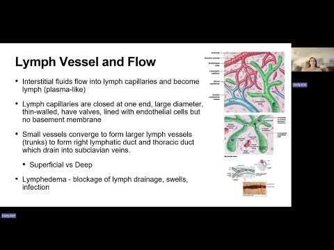 Immune/Lymphatic System - Chapter 20 (AP2)