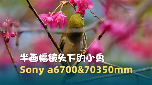 半画幅镜头下的小鸟 索尼a6700&70350mmG