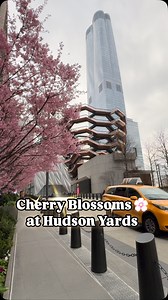 “Pink petals unfurl amidst the steel skyscrapers of Hudson Yards, as the cherry blossoms bloom in majestic harmony with The Vessel’s striking architecture. Nature’s fleeting beauty meets modern marvels in this unforgettable NYC spectacle #HudsonYards #CherryBlossomMagic” #discovernewyork | Discover New York