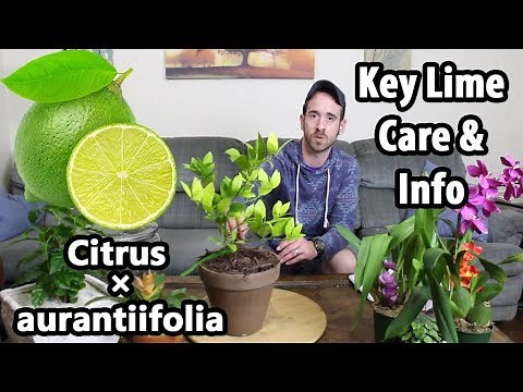 Key Lime/Lime Tree Care & Information (Citrus x aurantiifolia)