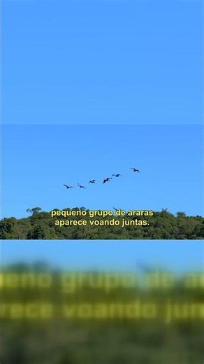 A Vida Social e Alimentação das Araras Canindé na Floresta