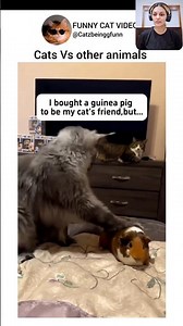 Cats and Other Animals Relationship in a nutshell 😹❤ Funny Cats Video