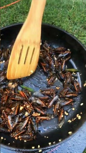How to cook Cicadas