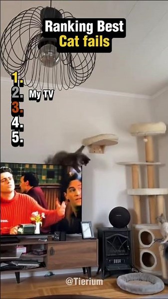 Try Not To Laugh: Cat Fails Edition 😹💀 #shorts #funnycats #fails