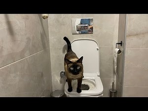 Siamese cat pooping on the toilet (potty training)