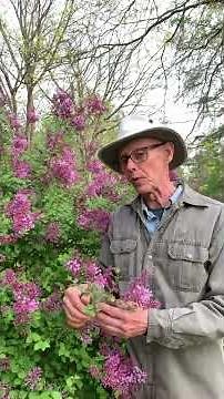 Which Lilac is BEST for Your Garden? (The 3 Lilac Groups Explained)🪻