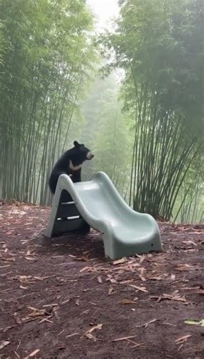 A Young Bear Discovers the Perfect Slide