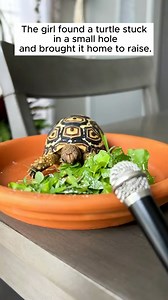 2.4K views · 109 reactions | A girl rescue a turtle stuck in a small hole and brought it home to raise #rescue #rescueanimals #animals #animalsoftiktok #turtle | Beautiful Dogs Love | Facebook