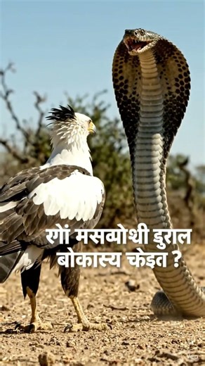The Secretary Bird Vs Cobra 😱🔥 #shorts
