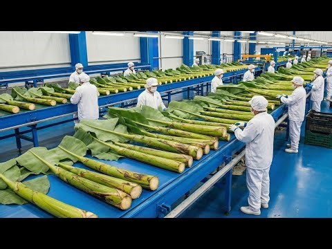 Inside a High-Tech Banana Stem Factory You’ve Never Seen