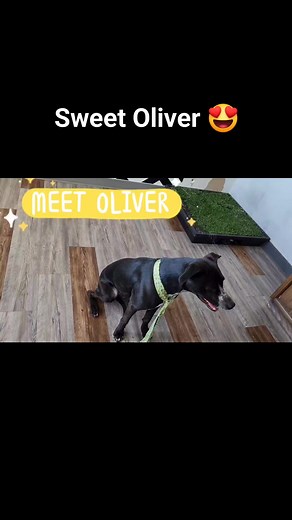 1.3K views · 11 reactions | Here at Saving Death Row Dogs you are going to meet so many of our sweet and lovable fur babies :-) big dogs, small dogs, all dogs need homes and love! #savingdeathrowdogs #adoptdontshop | Saving Death Row Dogs | Facebook