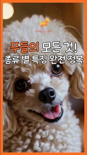 푸들의 모든 것! 종류 별 특징 완전 정복