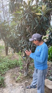 Técnica de acodo aéreo en plantas. #agricultura #plantas #tecnica | Agrichac