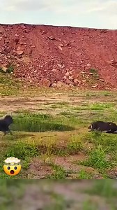 Pelea salvaje entre Leones 🤯 #leon #salvaje #viralpost2025シ #viralreelsfacebook #viralreelschallenge | Vida Salvaje