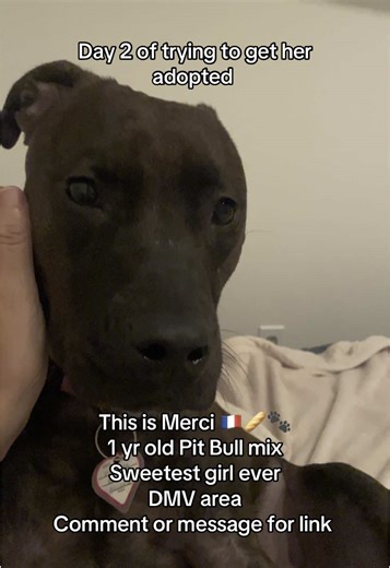 Search for Merci in the Humane Rescue Alliance website 🐾 Link: https://www.humanerescuealliance.org/dogs