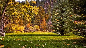 Tree, Nature, Forest. Free Stock Video