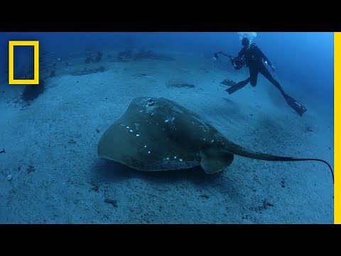 Largest Known Marine Stingray Study | National Geographic
