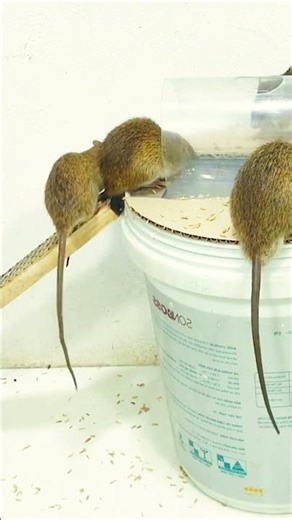 Best rat trap idea using plastic containers #mousetrap #rat #diy 2