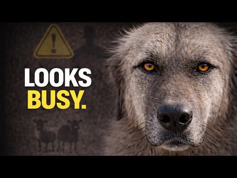 The Problem With Dogs That “Look Busy”