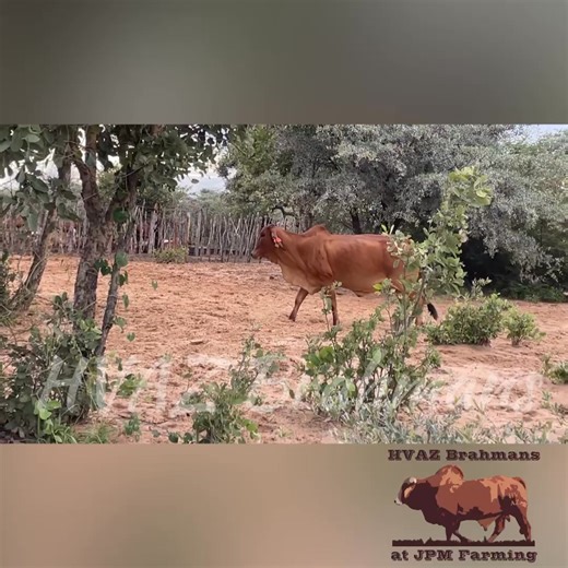 The background story of how our calving rate has increased to 88% in 2025, in a communal farming system in Botswana! The full story is in our YouTube channel & here’s the link… https://youtu.be/HjUAvi8oefY?si=UQp_QmNVTBcWuHjL #Brahman #RedBrahman #RooiBrahman #BrahmanRojo #Livestock #Farming #Botswana 🇧🇼🇧🇼 | JPM Farming