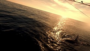 Underwater view of great white shark “Bob-O”. Can’t get over how marked up this shark is on her left side from seal claws. She’s definitely been surprising a few. It’ll be interesting to see where she goes, as we had two last year circle the keys and travel into the Gulf of Mexico. Or will she remain off SC till spring. | Outcast Sport Fishing
