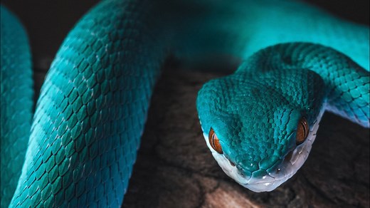 Meet the Rare Blue Vipers at My Zoo