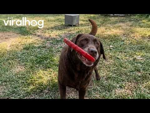 Dog Shows Off Insane Frisbee Tricks After Months of Fetch Practice || ViralHog