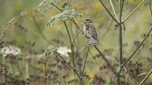 Eurasian Tree Sparrow or American Tree Sparrow (Passer montanus) is in its natural habitat. Sparrow sits on a branch of an Umbelliferous Plant in a summer meadow