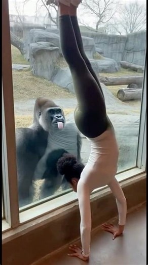 This Gorilla’s Strength Is Terrifying