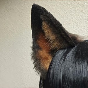 Handmade German Shepherd Dog Ears Headband, Large Brown Canine Ears Cosplay,12cm - Etsy