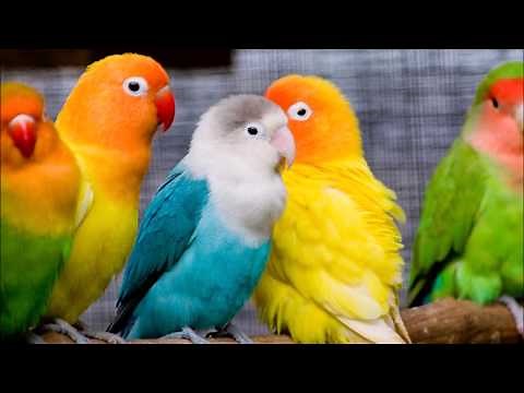 canto de agapornis - Love Birds singing - Chant de inséparable