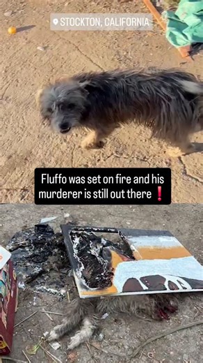 Hallie on Instagram: "PLEASE SEND THE ONE-CLICK EMAIL IN MY LINKTREE TO STOCKTON AUTHORITIES & PROSECUTORS TITLED "JUSTICE FOR FLUFFO"❗️ Call: Stockton Mayor's Office: +1 209 937 8499 Stockton City Manager's Office: +1 209 937 8212 Stockton Police Department: +1 209 937 8377 Stockton Animal Service: +1 209 937 7445 Fluffo was a good boy, a happy boy. Yet someone set him on fire and left his body on full display. The Stockton street dog situation looks like something out of a third world country,
