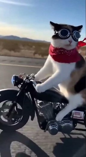 Unbelievable: Cat Biker Reaches High Speed On Miniature Motorcycle! 🏍️💨