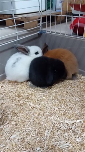 Video di Antonio Mele (@sandyantonio050) con Ma Baker - Boney M.