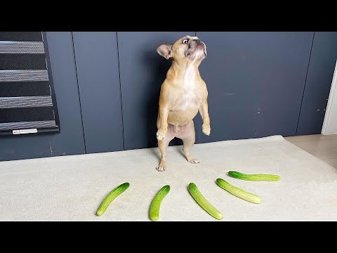 French Bulldog Thinks She's A Cat