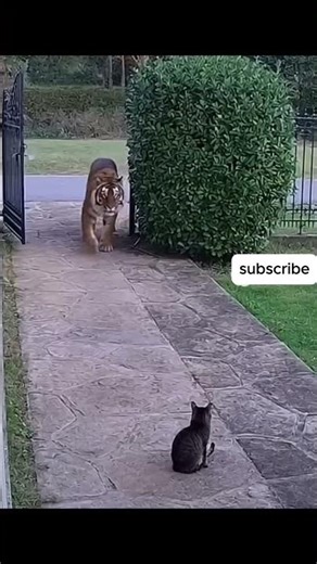 bro got cooked#shorts