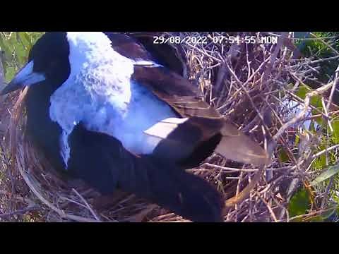 Australian Magpie Nesting