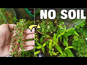 Make Planted Aquarium Low Cost At Home | Planted Aquarium Setup