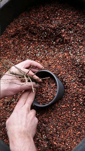 Mixing Good Bonsai Substrate