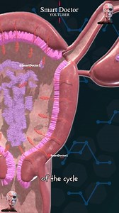 1M views · 10K reactions | Ovulación y ciclo menstrual (menstruación)...