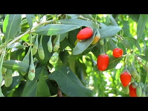 Where & Why I Moved My Goji Berry Plants.