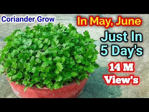 Magical way to Grow Coriander In just 5 Days / How to grow Coriander at home / Cilantro grow at home