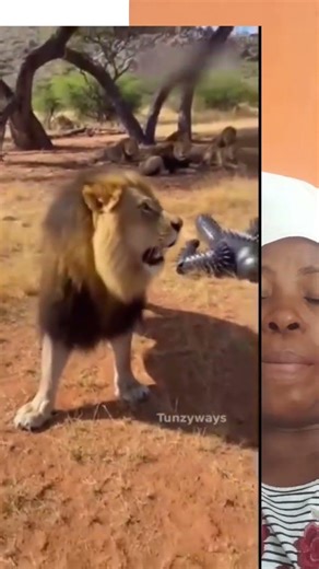 animal vs a man #funny #animals #fun #animation ani