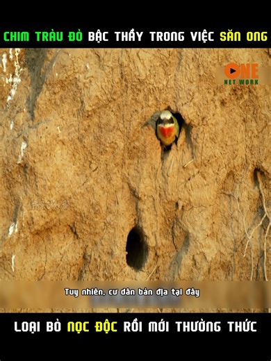 Chim trâu đỏ là bậc thầy trong việc săn ong | Lgam