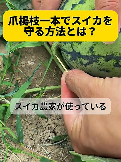 スイカ栽培の秘訣：農家の知恵を探る